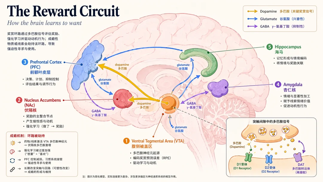 Brain Science - Reward Circuit