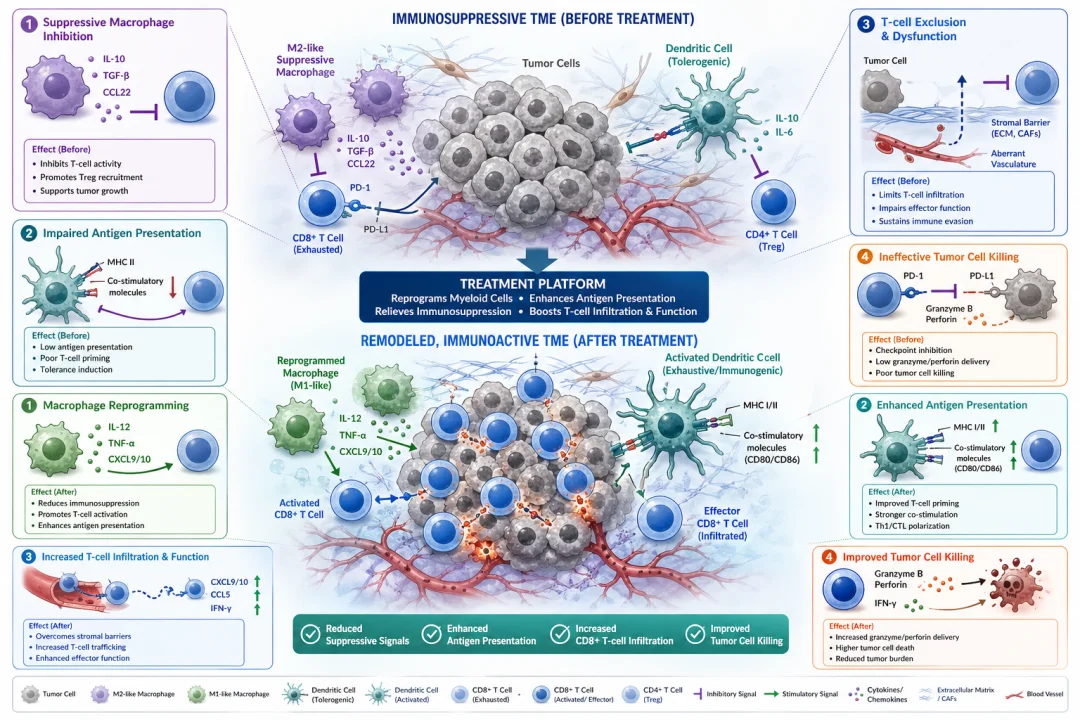 Tumor Immune Microenvironment